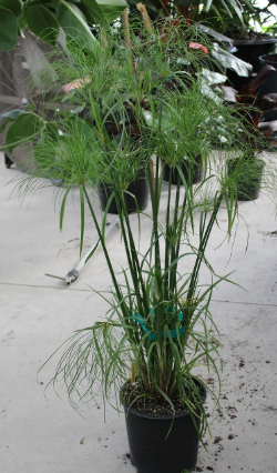 Cyperus papyrus 'Giant Papyrus'