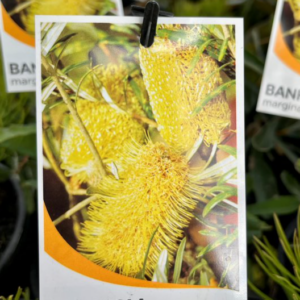 BANKSIA marginata