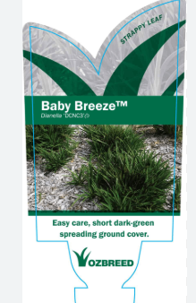 Dianella 'Baby Breeze' PBR