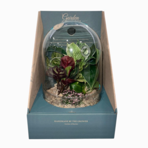 Glass Terrarium Gardens