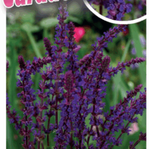 SALVIA nemorosa 'Caradonna'