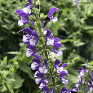 SALVIA COLOR SPIRES® 'Azure Snow'