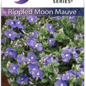 CONVOLVULUS 'Mauve Rippled Moon'