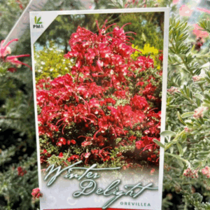 GREVILLEA 'Winter Delight'