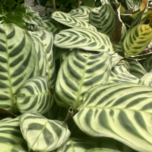 CTENANTHE burle-marxii (Fishbone Prayer Plant)