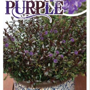 HEBE 'Dusky Purple'
