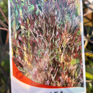 DODONAEA viscosa 'Purpurea'