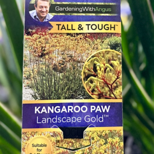 ANIGOZANTHOS 'Landscape Gold' (Kangaroo Paw)
