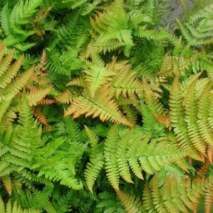 Dryopteris 'Autumn Fern'