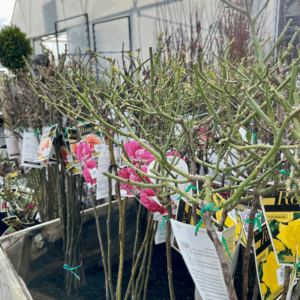 ROSES 3FT Standard Varieties (LOOSE ROOTED)