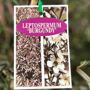 LEPTOSPERMUM 'Burgundy'