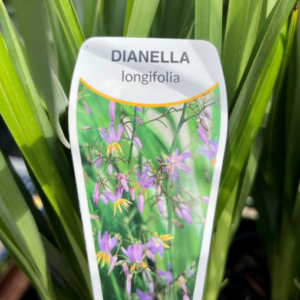 DIANELLA longifolia