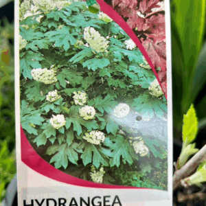 HYDRANGEA quercifolia 'Oak Leaf'
