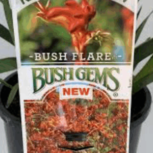 Anigozanthos 'Bush Flare'
