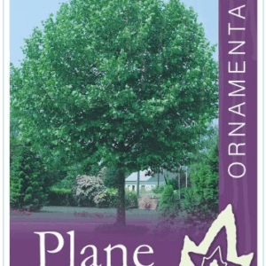 PLATANUS acerifolia 'London Plane'