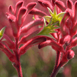 ANIGOZANTHOS  ‘Bush Crystal’ (Kangaroo Paw)