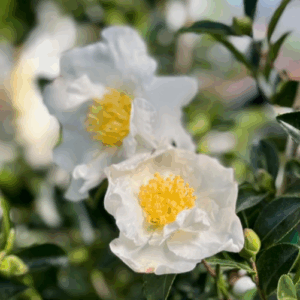 CAMELLIA sasanqua 'Setsugekka'