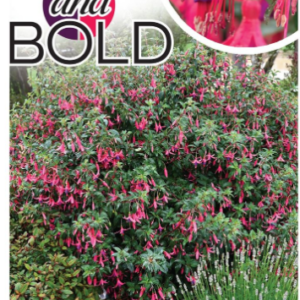 FUCHSIA ‘Big and Bold’