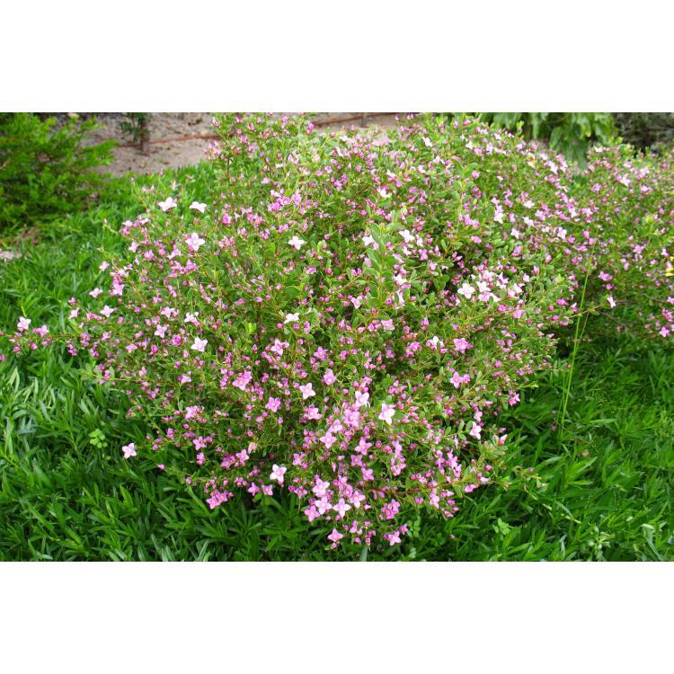 Boronia Crenulata Pink Passion