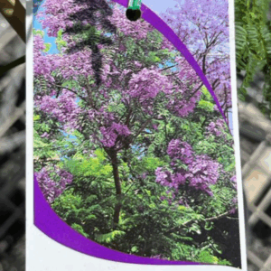 JACARANDA mimosifolia