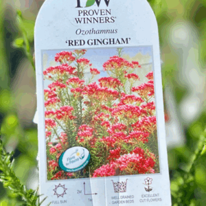 OZOTHAMNUS diosmifolius 'Red Gingham'