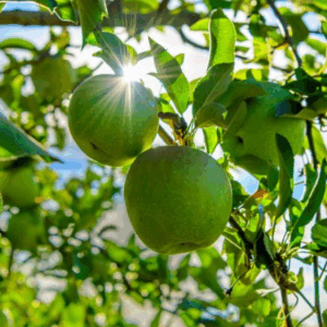 APPLE 'Granny Smith'