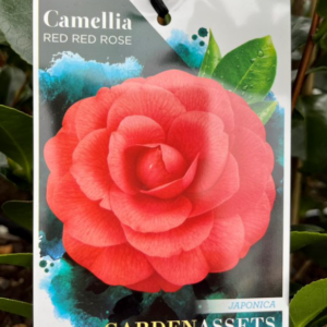 CAMELLIA japonica 'Red Red Rose'