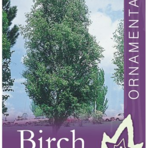 BETULA pendula 'Fastigiata' (Upright Silver Birch)
