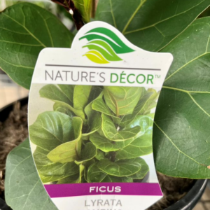 FICUS lyrata 'Bambino'