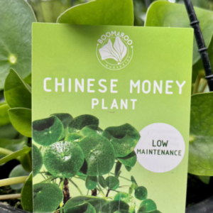 PILEA peperomiodes 'Chinese Money Plant'