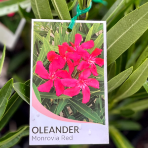 NERIUM oleander 'Monrovia Red'