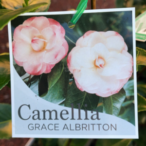 CAMELLIA japonica 'Grace Albritton'