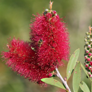 CALLISTEMON citrinus 'Western Glory'