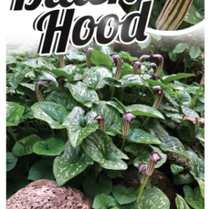 ARISARUM 'Black Hood'