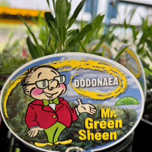 DODONAEA viscosa 'Mr. Green Sheen'