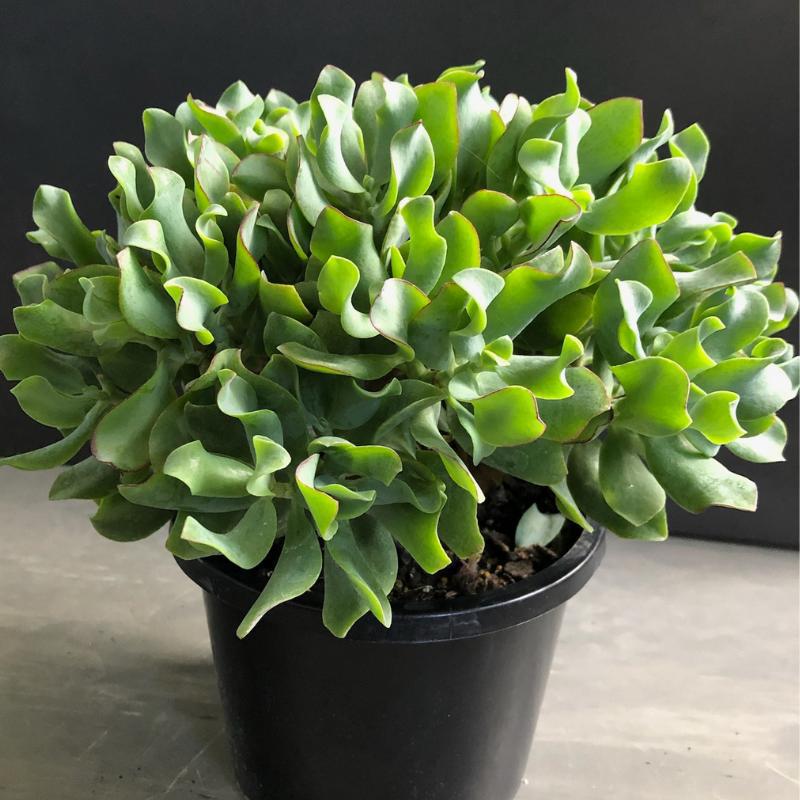 Crassula arborescens 'Max Cook'