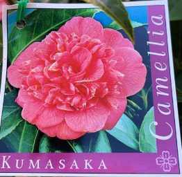 Camellia japonica 'Kumasaka'