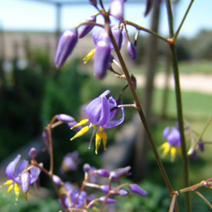 DIANELLA caerulea 'Little Jess' PBR 'DCMP01'