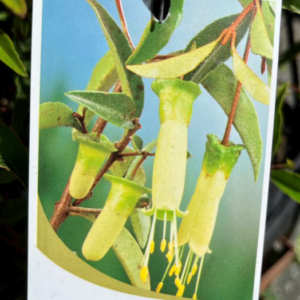 CORREA baeuerlenii (Chef's Hat)