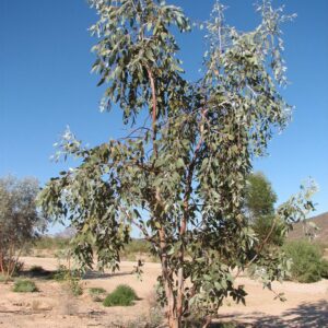 EUCALYPTUS woodwardii