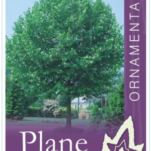 PLATANUS acerifolia 'London Plane'