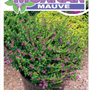 CUPHEA ‘Mexican Mauve’