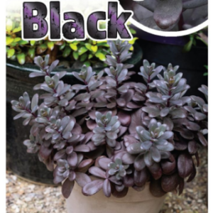 SEDUM 'Desert Black'