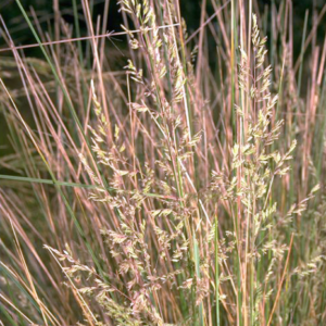 POA labillardieri