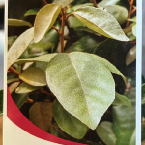 ELAEAGNUS X EBBINGEI 'Silverberry'