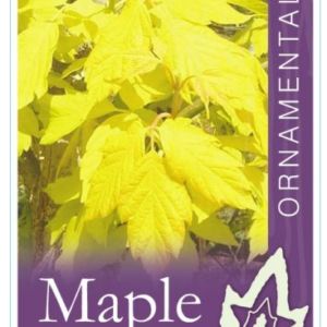 ACER negundo 'Kelly's Gold'