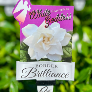GARDENIA jasminoides Paradise 'White Goddess'