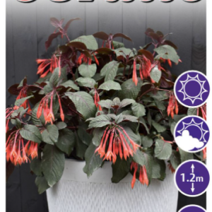 Fuchsia 'Coralle'