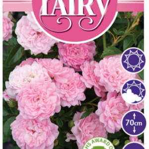 ROSA POLYANTHA 'The Fairy'