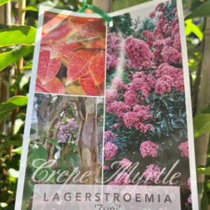 LAGERSTROEMIA 'Zuni' (Crepe Myrtle)